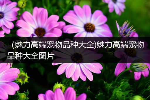 （魅力高端宠物品种大全)魅力高端宠物品种大全图片