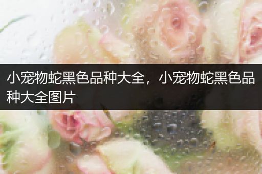小宠物蛇黑色品种大全，小宠物蛇黑色品种大全图片