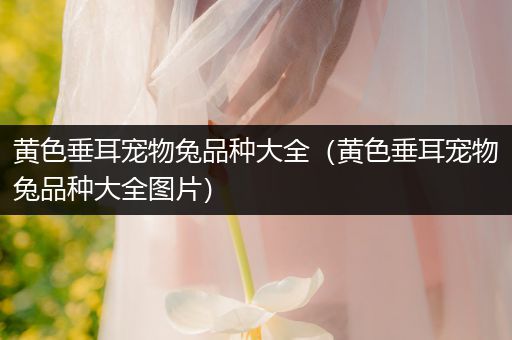 黄色垂耳宠物兔品种大全（黄色垂耳宠物兔品种大全图片）