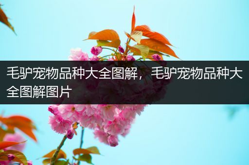 毛驴宠物品种大全图解，毛驴宠物品种大全图解图片