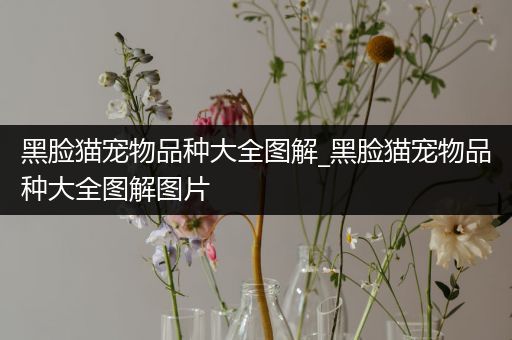 黑脸猫宠物品种大全图解_黑脸猫宠物品种大全图解图片