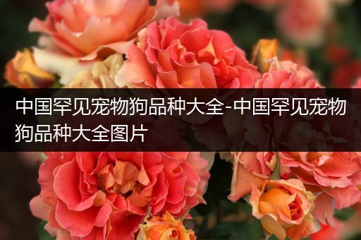中国罕见宠物狗品种大全-中国罕见宠物狗品种大全图片
