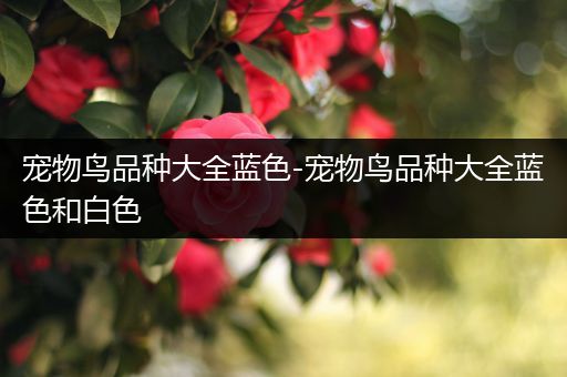 宠物鸟品种大全蓝色-宠物鸟品种大全蓝色和白色