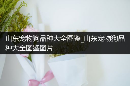 山东宠物狗品种大全图鉴_山东宠物狗品种大全图鉴图片