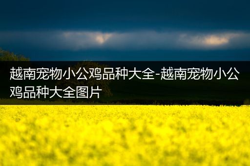 越南宠物小公鸡品种大全-越南宠物小公鸡品种大全图片