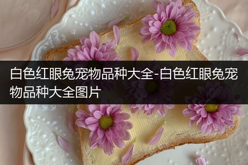 白色红眼兔宠物品种大全-白色红眼兔宠物品种大全图片