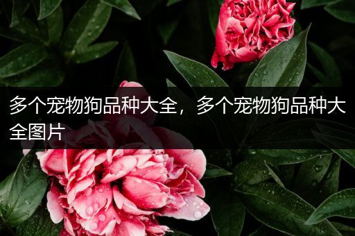 多个宠物狗品种大全，多个宠物狗品种大全图片