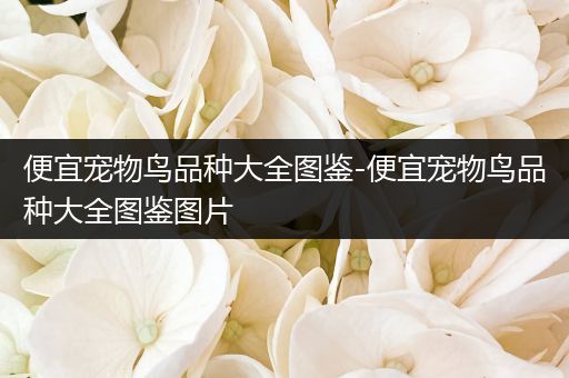 便宜宠物鸟品种大全图鉴-便宜宠物鸟品种大全图鉴图片