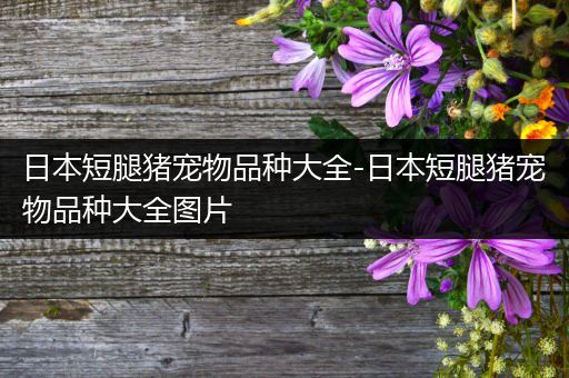 日本短腿猪宠物品种大全-日本短腿猪宠物品种大全图片