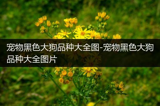 宠物黑色大狗品种大全图-宠物黑色大狗品种大全图片