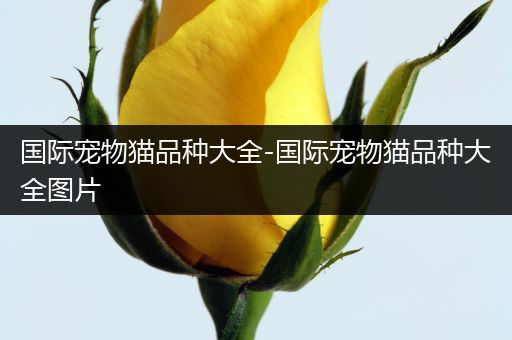国际宠物猫品种大全-国际宠物猫品种大全图片
