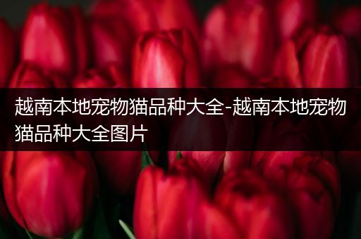 越南本地宠物猫品种大全-越南本地宠物猫品种大全图片