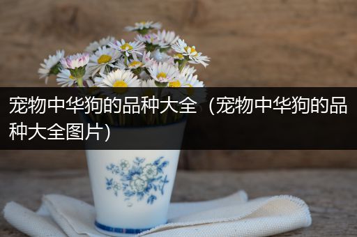 宠物中华狗的品种大全（宠物中华狗的品种大全图片）