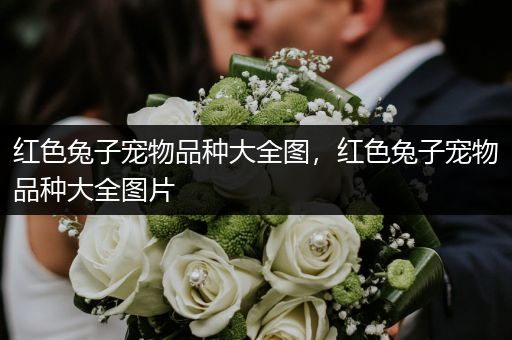 红色兔子宠物品种大全图，红色兔子宠物品种大全图片