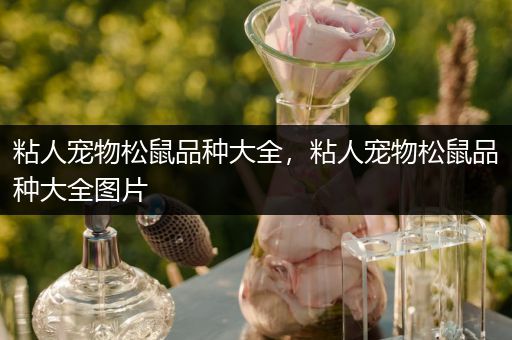 粘人宠物松鼠品种大全，粘人宠物松鼠品种大全图片