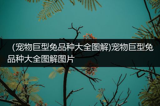 （宠物巨型兔品种大全图解)宠物巨型兔品种大全图解图片