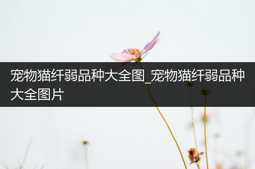 宠物猫纤弱品种大全图_宠物猫纤弱品种大全图片