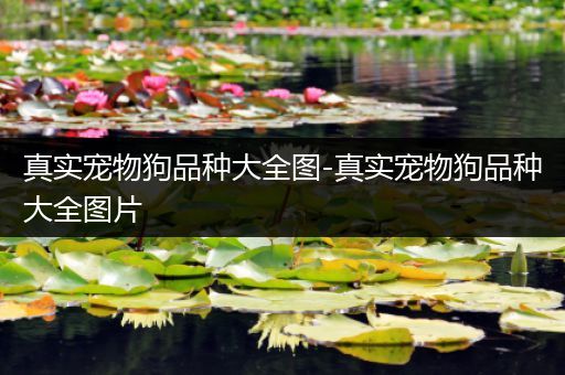 真实宠物狗品种大全图-真实宠物狗品种大全图片