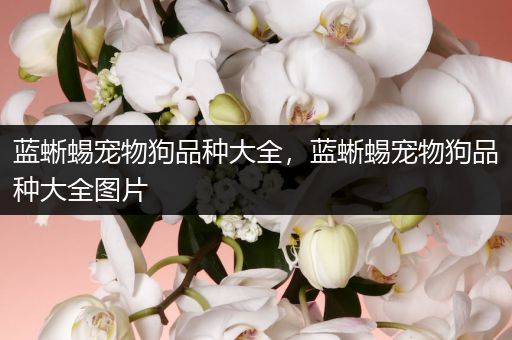 蓝蜥蜴宠物狗品种大全，蓝蜥蜴宠物狗品种大全图片