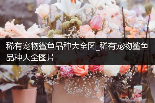 稀有宠物鲨鱼品种大全图_稀有宠物鲨鱼品种大全图片