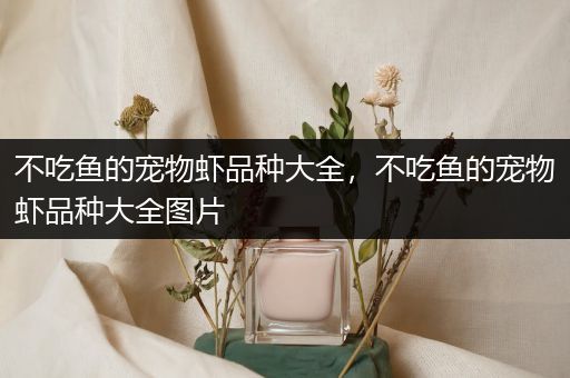 不吃鱼的宠物虾品种大全，不吃鱼的宠物虾品种大全图片