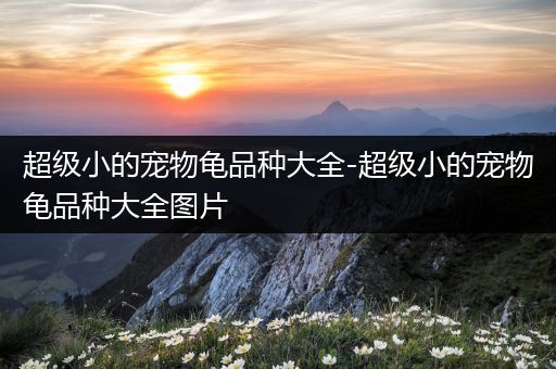 超级小的宠物龟品种大全-超级小的宠物龟品种大全图片