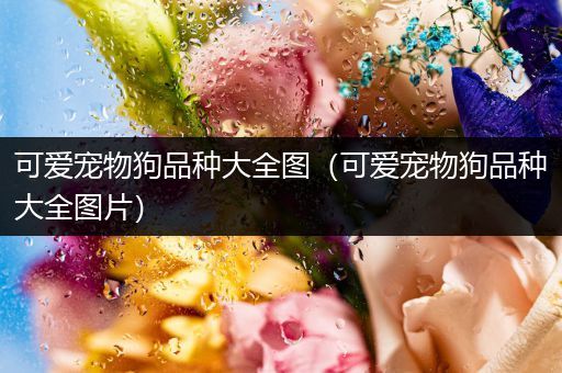 可爱宠物狗品种大全图（可爱宠物狗品种大全图片）