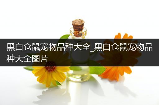 黑白仓鼠宠物品种大全_黑白仓鼠宠物品种大全图片