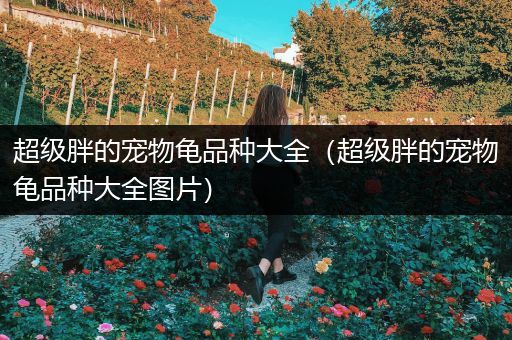超级胖的宠物龟品种大全（超级胖的宠物龟品种大全图片）