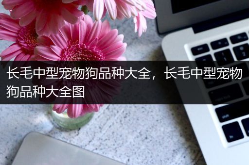 长毛中型宠物狗品种大全，长毛中型宠物狗品种大全图