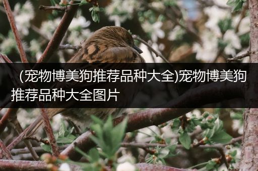 （宠物博美狗推荐品种大全)宠物博美狗推荐品种大全图片