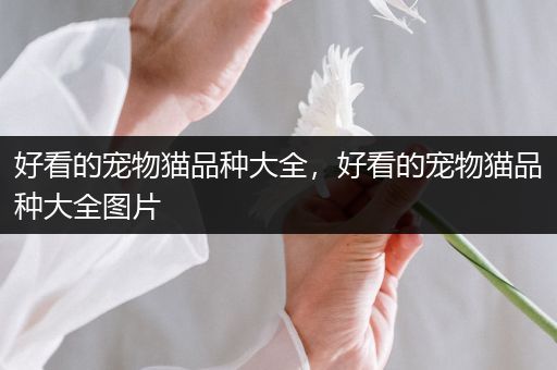 好看的宠物猫品种大全，好看的宠物猫品种大全图片