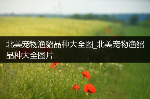 北美宠物渔貂品种大全图_北美宠物渔貂品种大全图片