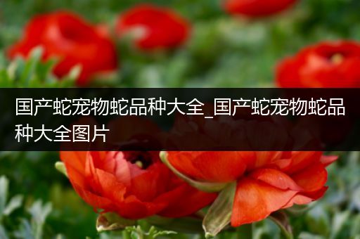 国产蛇宠物蛇品种大全_国产蛇宠物蛇品种大全图片