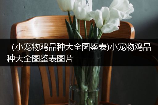 （小宠物鸡品种大全图鉴表)小宠物鸡品种大全图鉴表图片