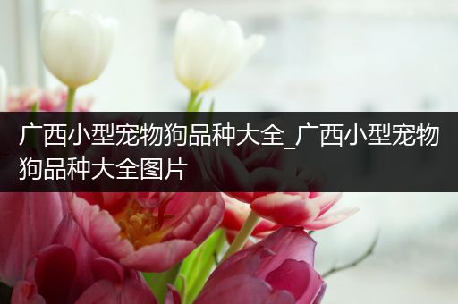 广西小型宠物狗品种大全_广西小型宠物狗品种大全图片