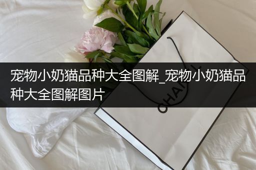 宠物小奶猫品种大全图解_宠物小奶猫品种大全图解图片