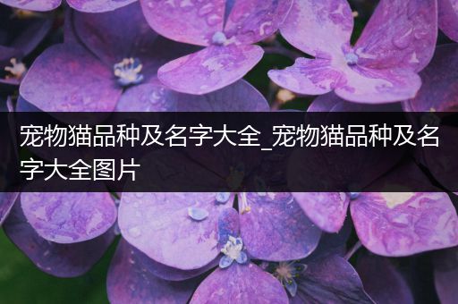 宠物猫品种及名字大全_宠物猫品种及名字大全图片