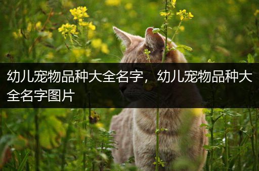 幼儿宠物品种大全名字，幼儿宠物品种大全名字图片