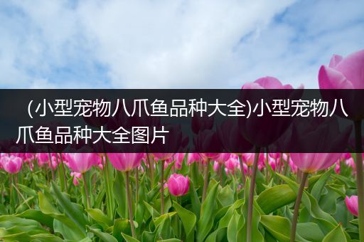 （小型宠物八爪鱼品种大全)小型宠物八爪鱼品种大全图片