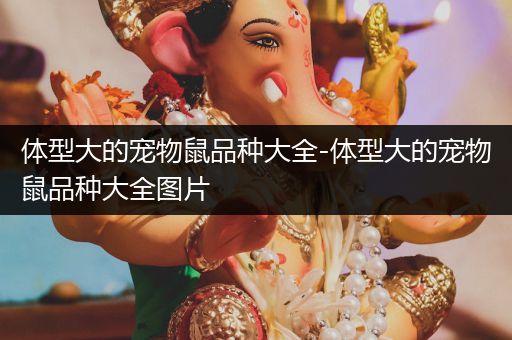 体型大的宠物鼠品种大全-体型大的宠物鼠品种大全图片