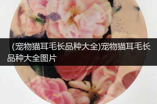 （宠物猫耳毛长品种大全)宠物猫耳毛长品种大全图片