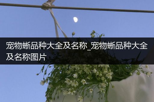 宠物蜥品种大全及名称_宠物蜥品种大全及名称图片