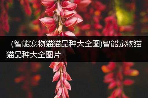 （智能宠物猫猫品种大全图)智能宠物猫猫品种大全图片
