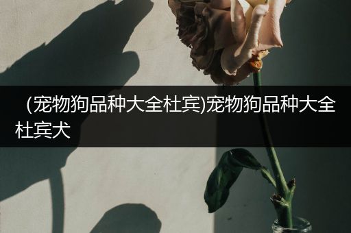 （宠物狗品种大全杜宾)宠物狗品种大全杜宾犬