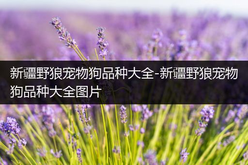 新疆野狼宠物狗品种大全-新疆野狼宠物狗品种大全图片