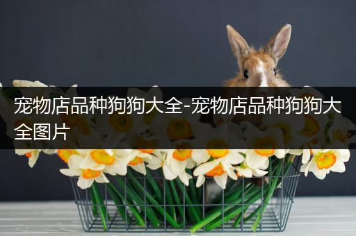 宠物店品种狗狗大全-宠物店品种狗狗大全图片