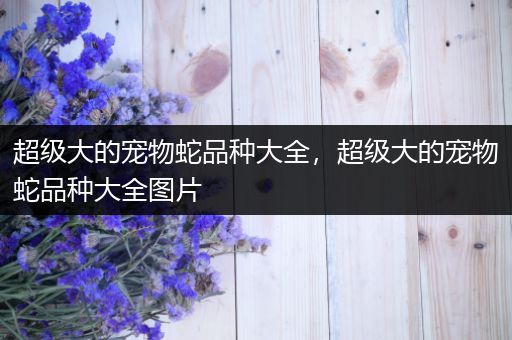 超级大的宠物蛇品种大全，超级大的宠物蛇品种大全图片