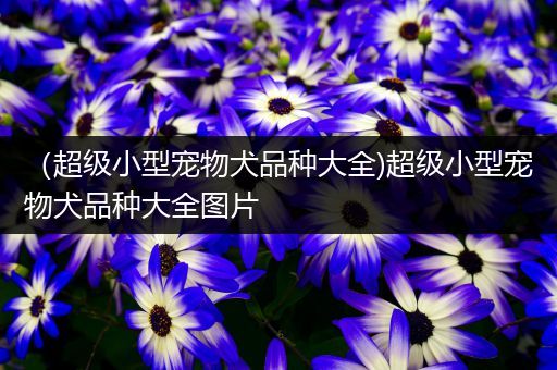 （超级小型宠物犬品种大全)超级小型宠物犬品种大全图片