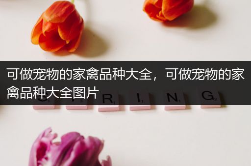 可做宠物的家禽品种大全，可做宠物的家禽品种大全图片